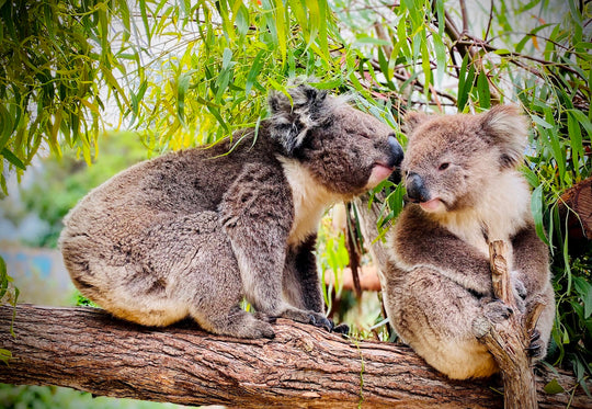 Jirrahlinga Koala & Wildlife Sanctuary