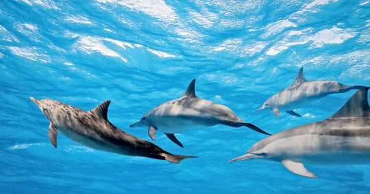See All Dolphins Swims